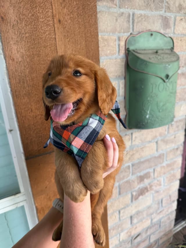 Golden Retriever Puppies media 9