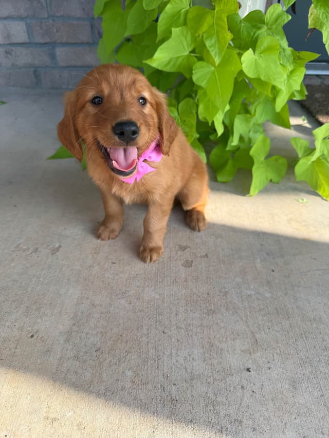 Golden Retriever Puppies media 10