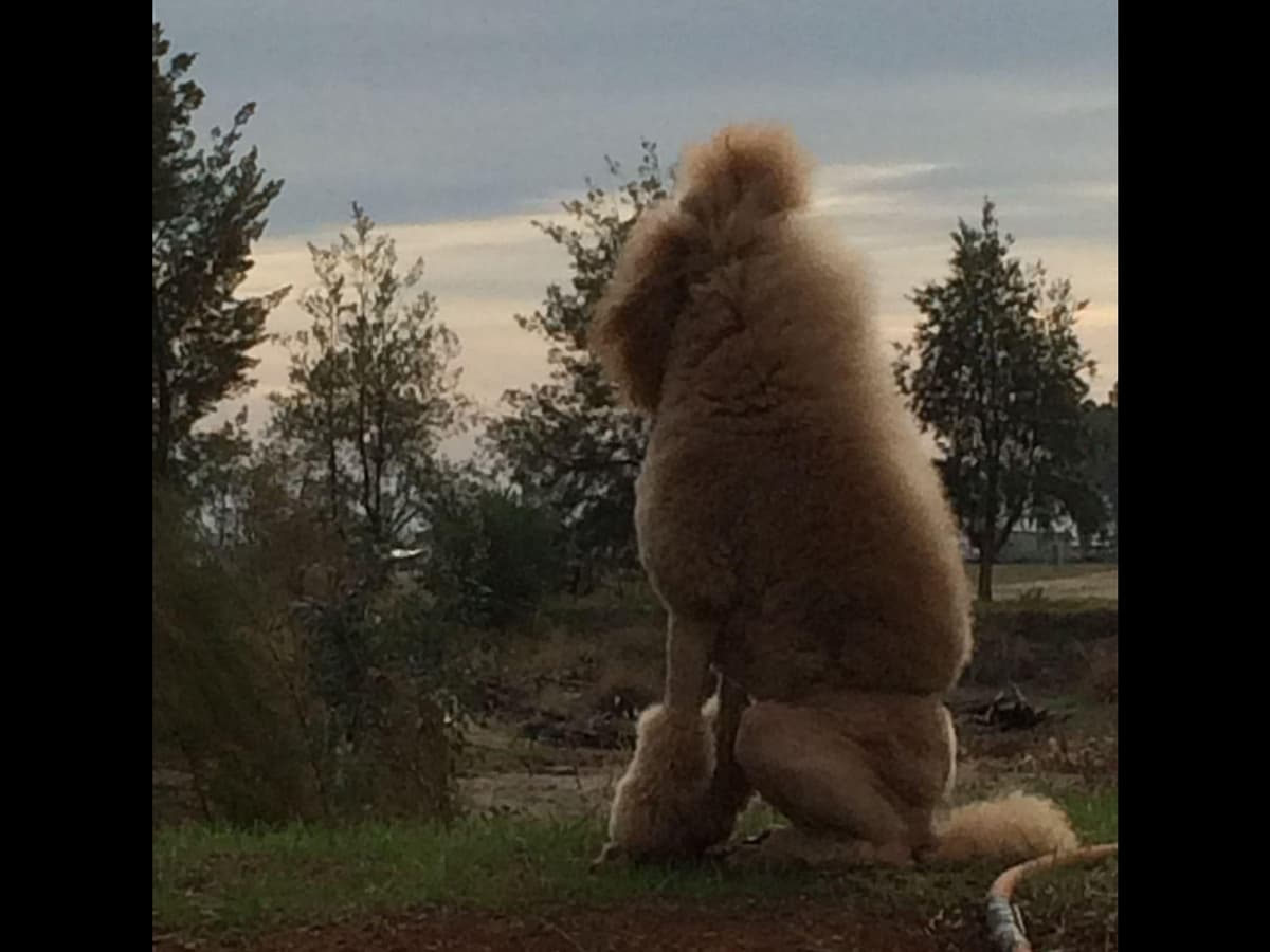 Poodle Puppies breeder image 2