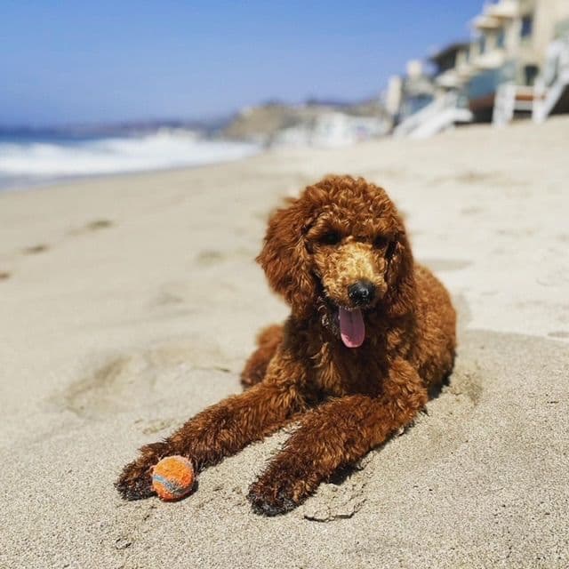 Poodle Puppies breeder image 4
