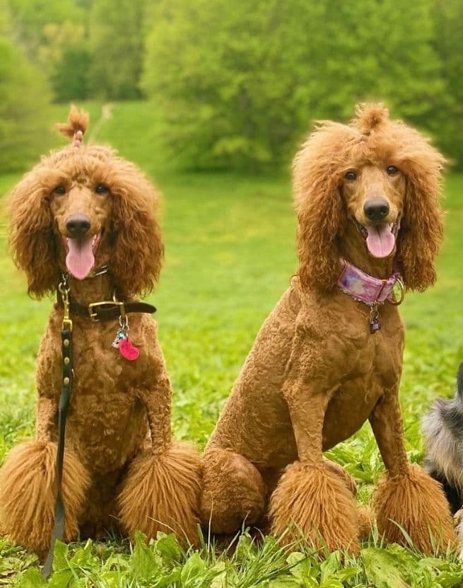 Poodle Puppies breeder image 1