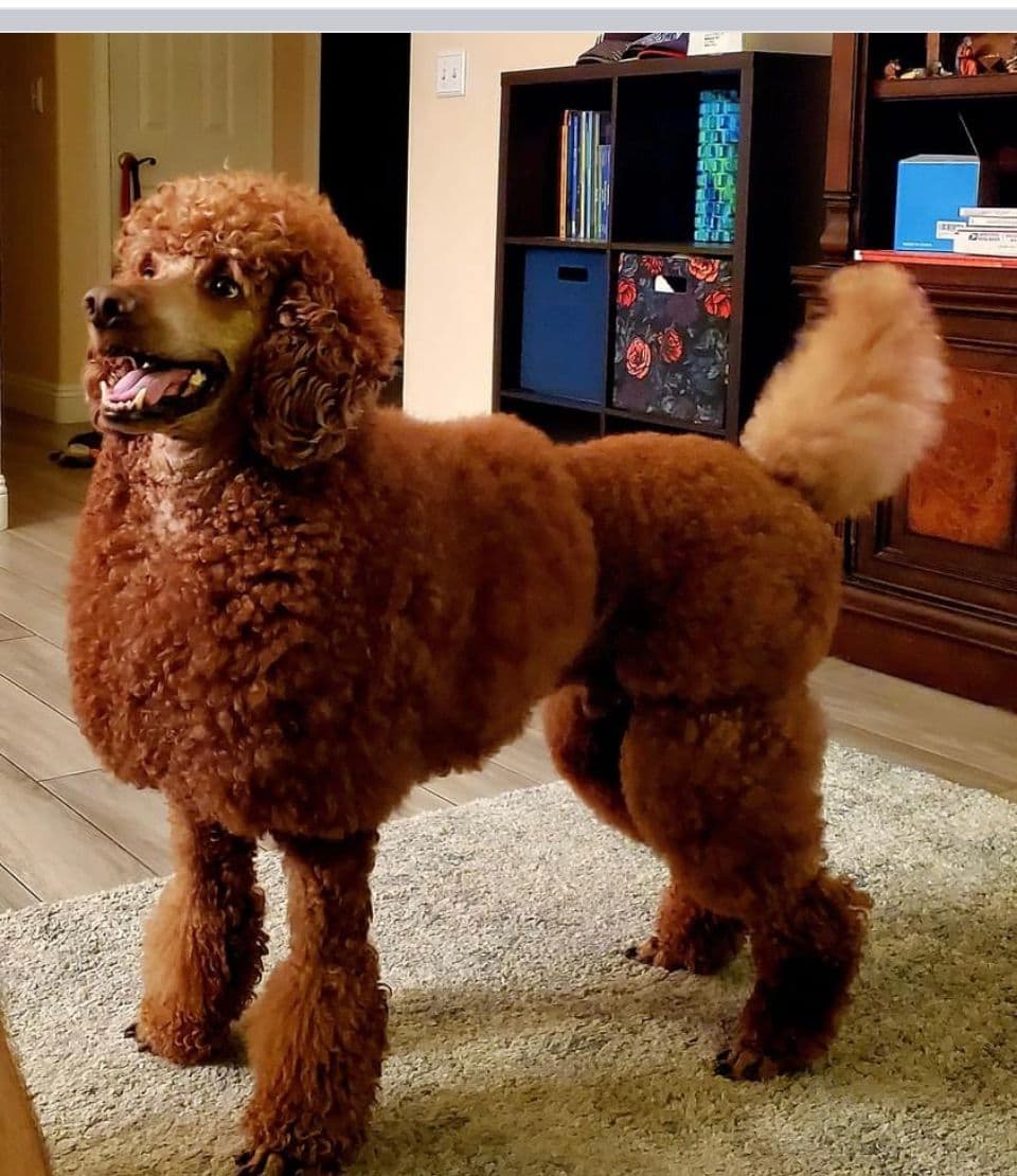 Poodle Puppies breeder image 7