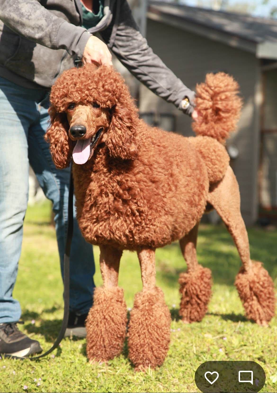 Poodle Puppies breeder image 10