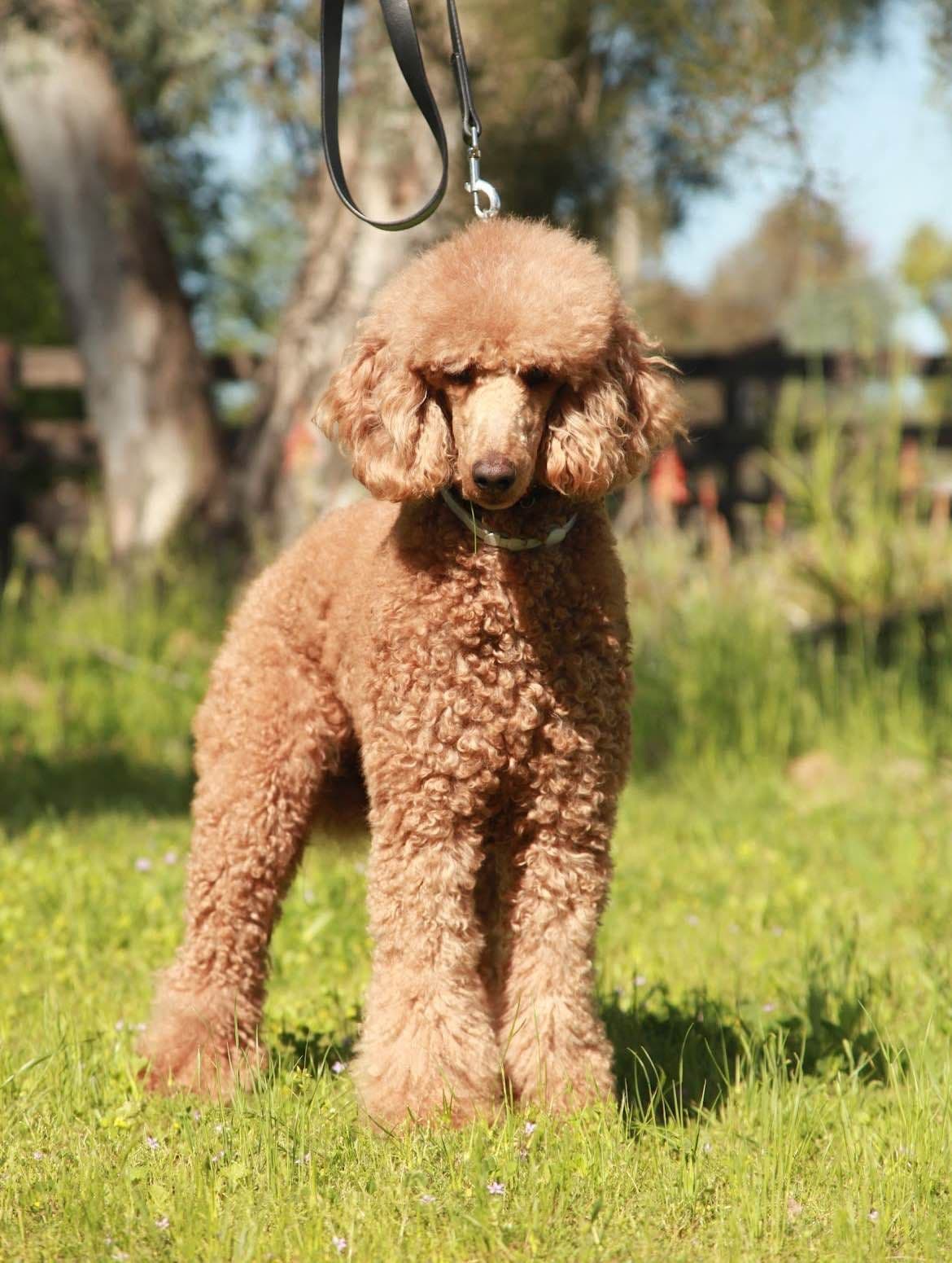 Poodle Puppies breeder image 11