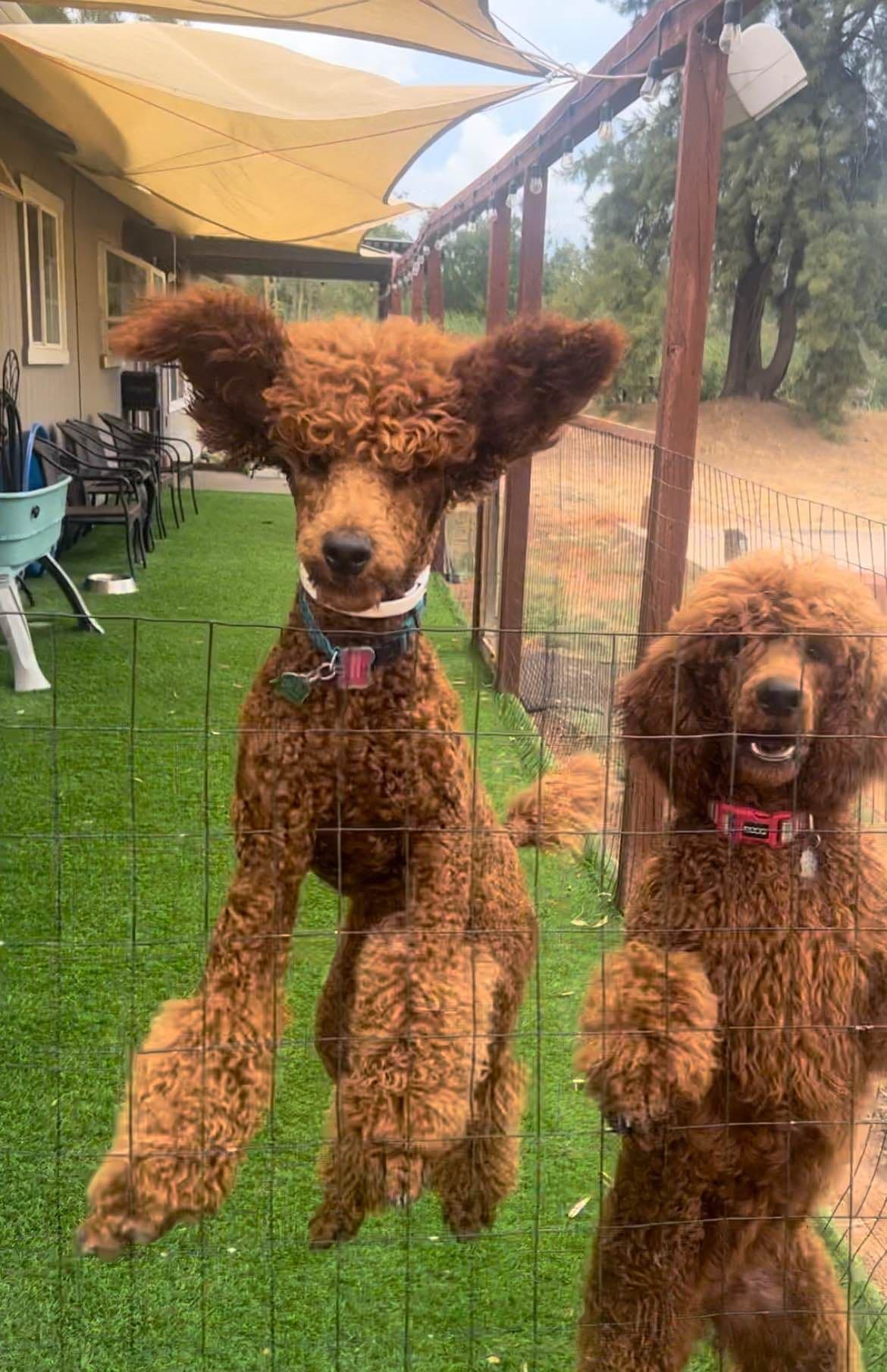 Poodle Puppies breeder image 3