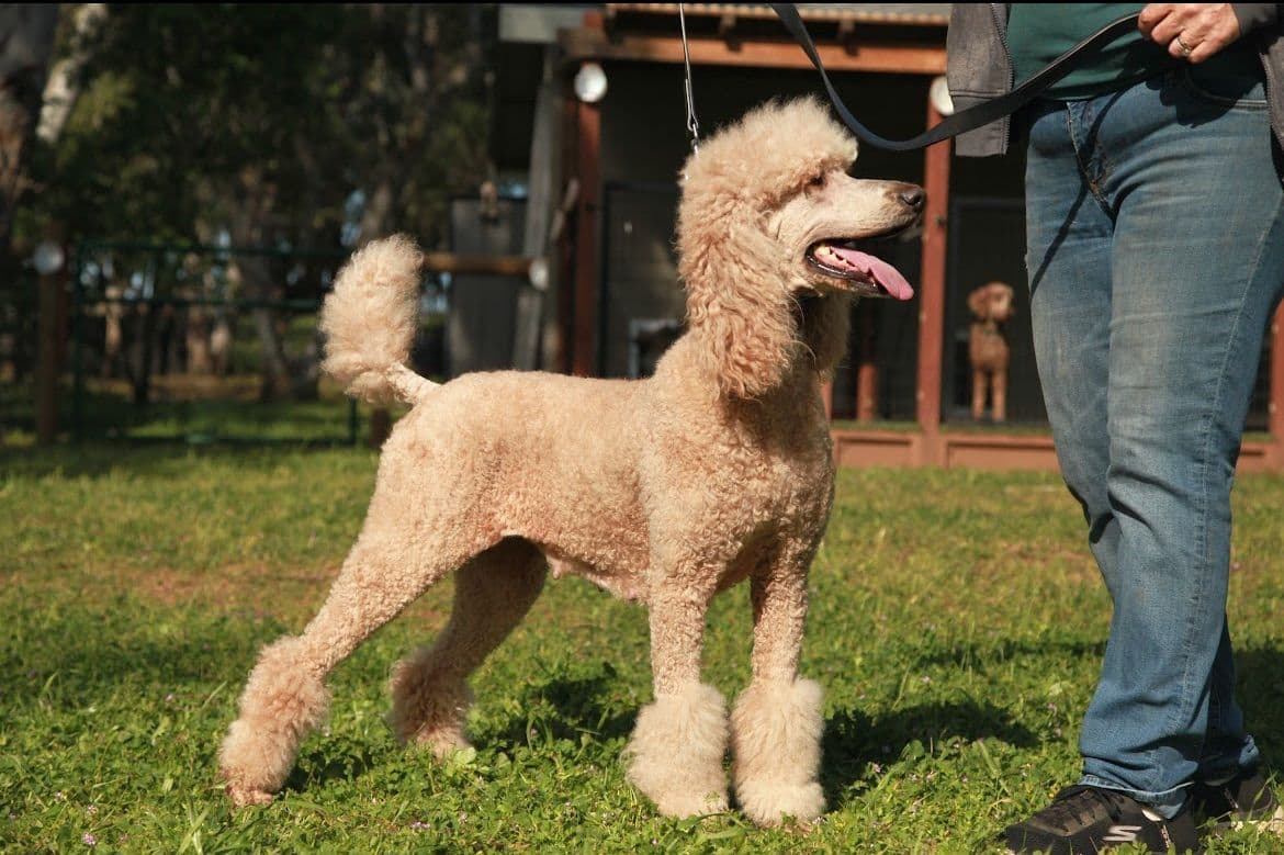 Poodle Puppies breeder image 13