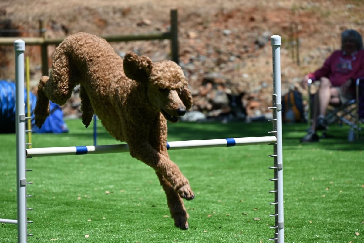 Poodle Puppies breeder image 12