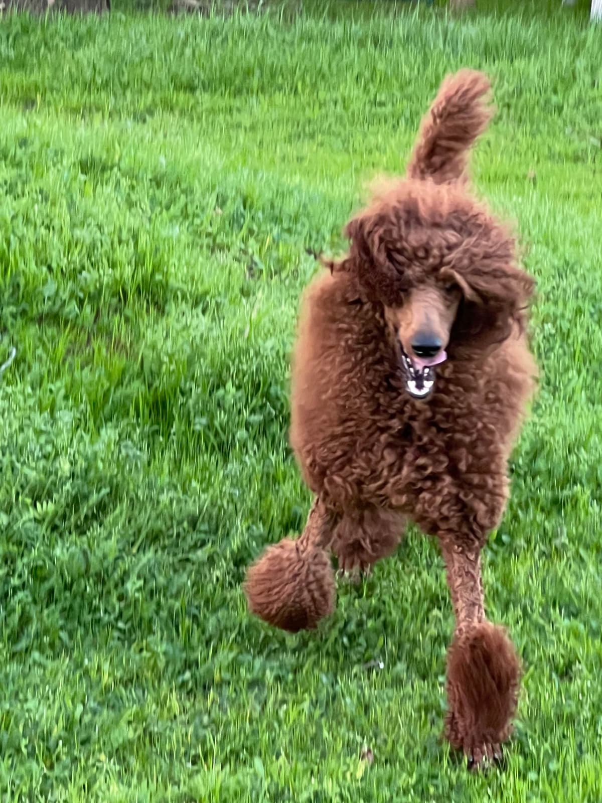 Poodle Puppies breeder image 14