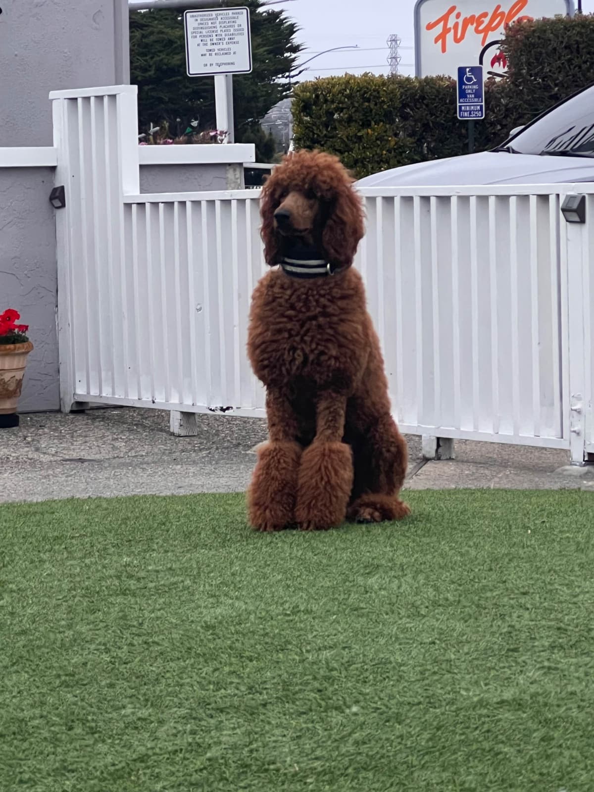 Poodle Puppies breeder image 16