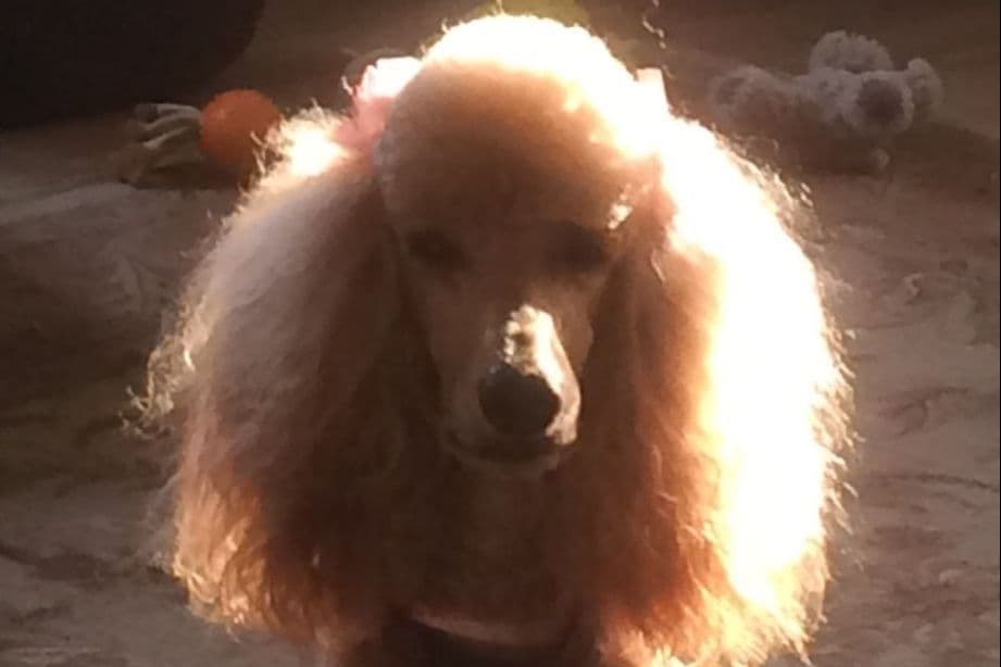 Poodle Puppies breeder image 15