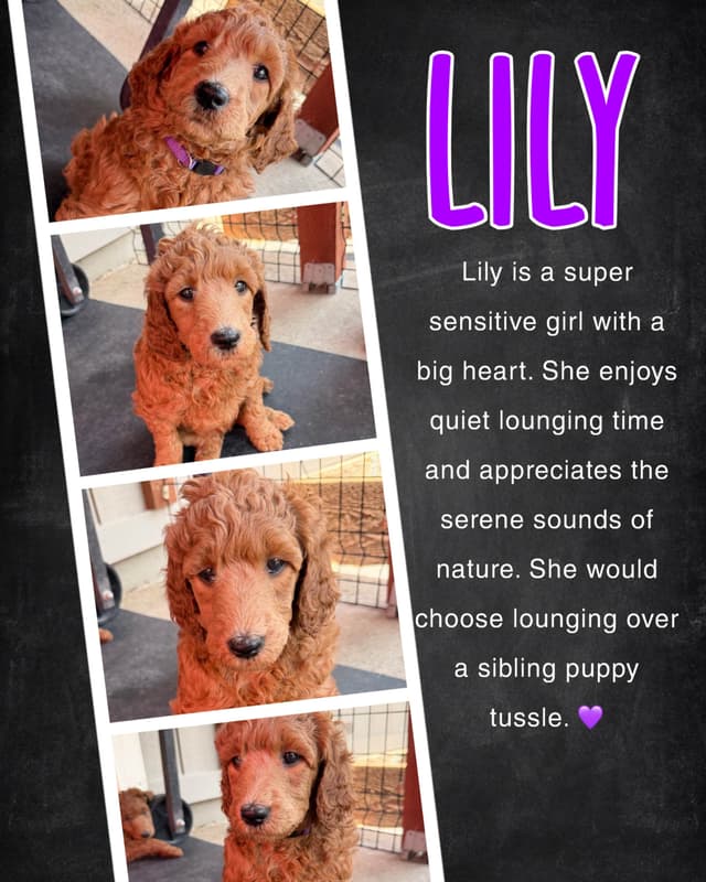 Poodle Puppies media 2