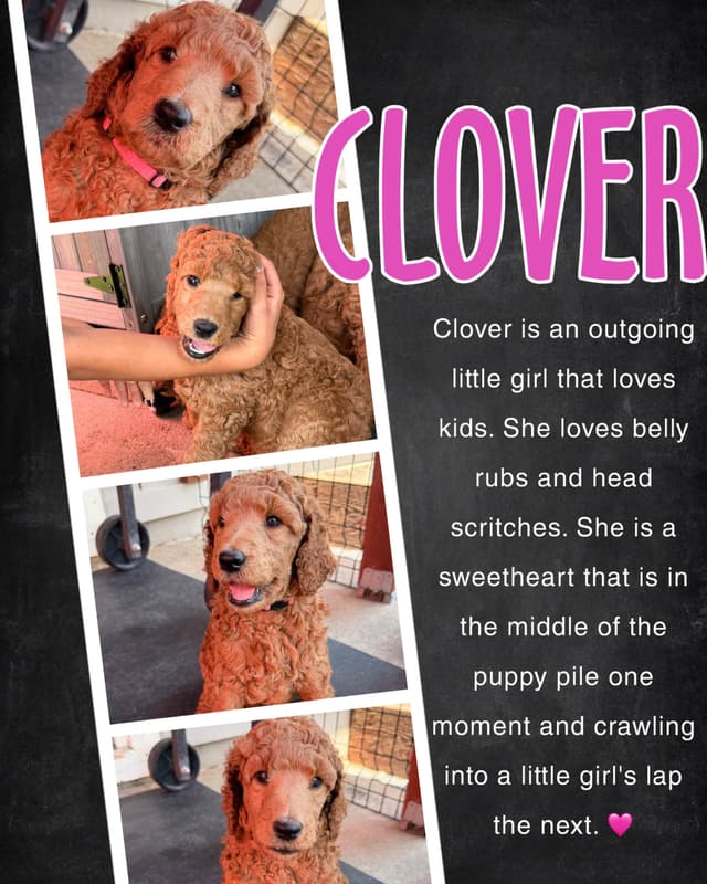 Poodle Puppies media 3