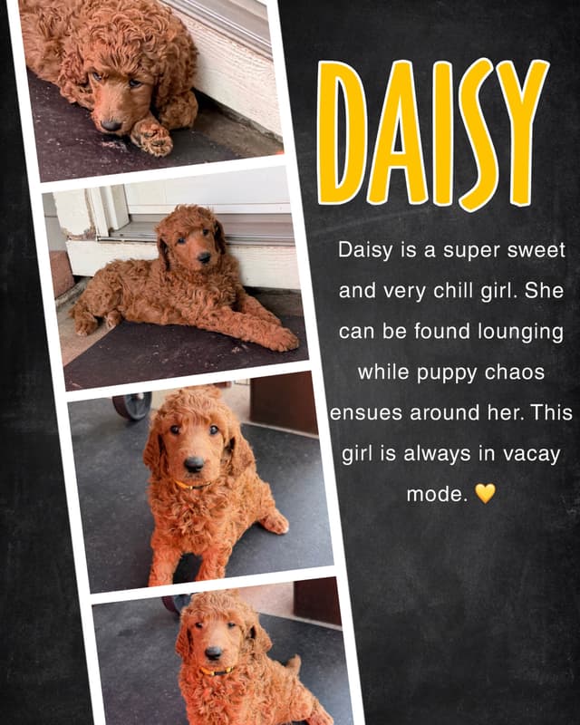 Poodle Puppies media 4