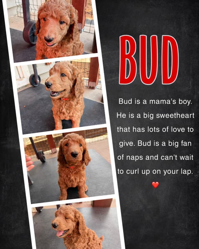 Poodle Puppies media 5