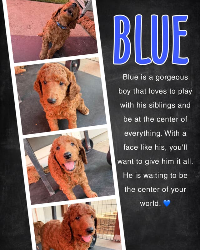 Poodle Puppies media 6