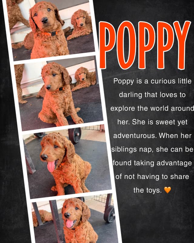 Poodle Puppies media 7