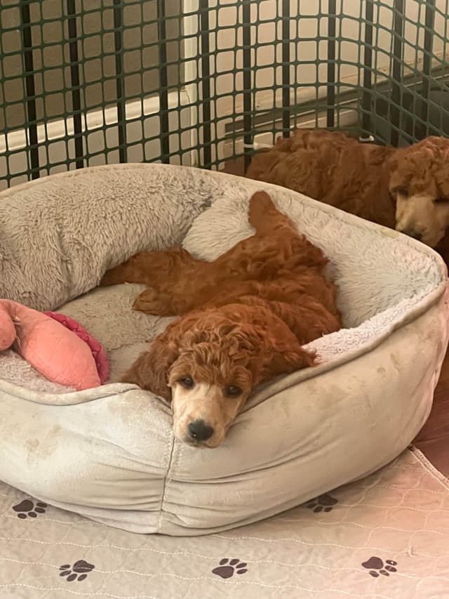 Poodle Puppies media 8