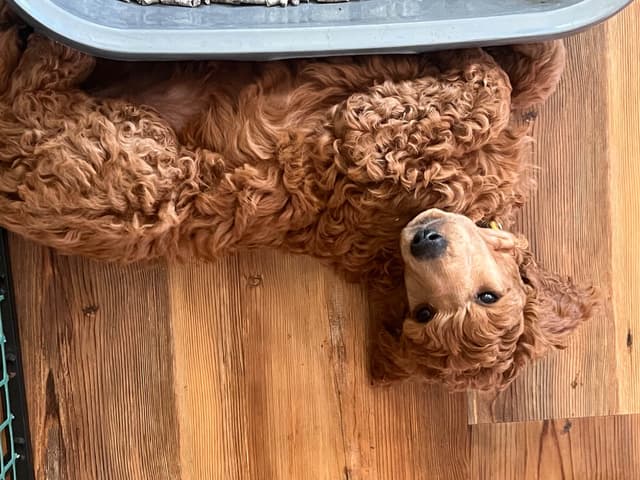 Poodle Puppies media 9