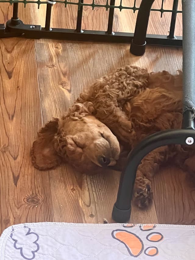 Poodle Puppies media 10