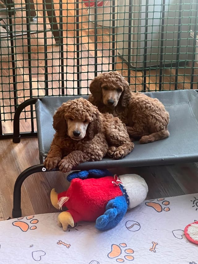 Poodle Puppies media 11