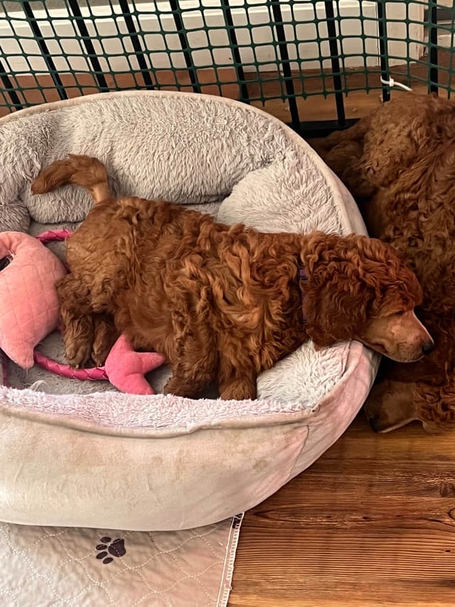 Poodle Puppies media 12