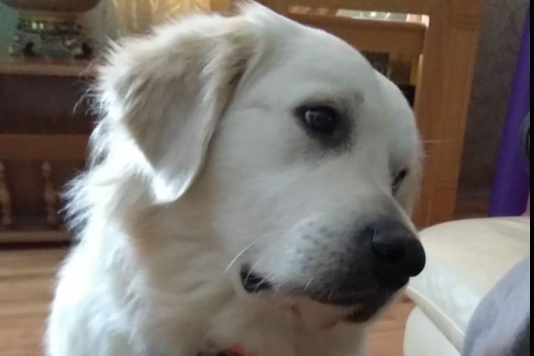 Golden Retriever Puppies breeder image 1