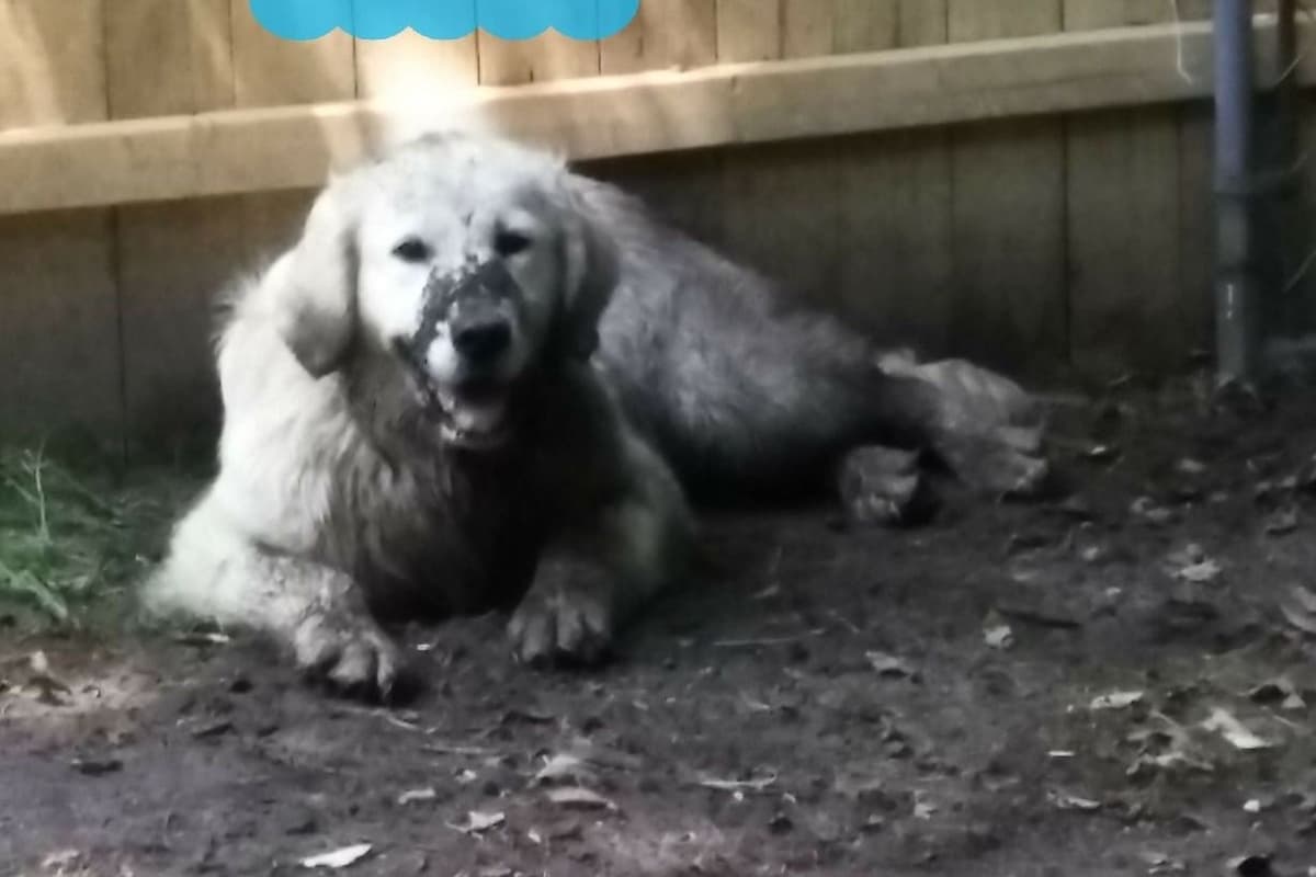 Golden Retriever Puppies breeder image 3
