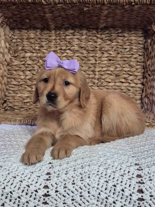 Golden Retriever Puppies media 2