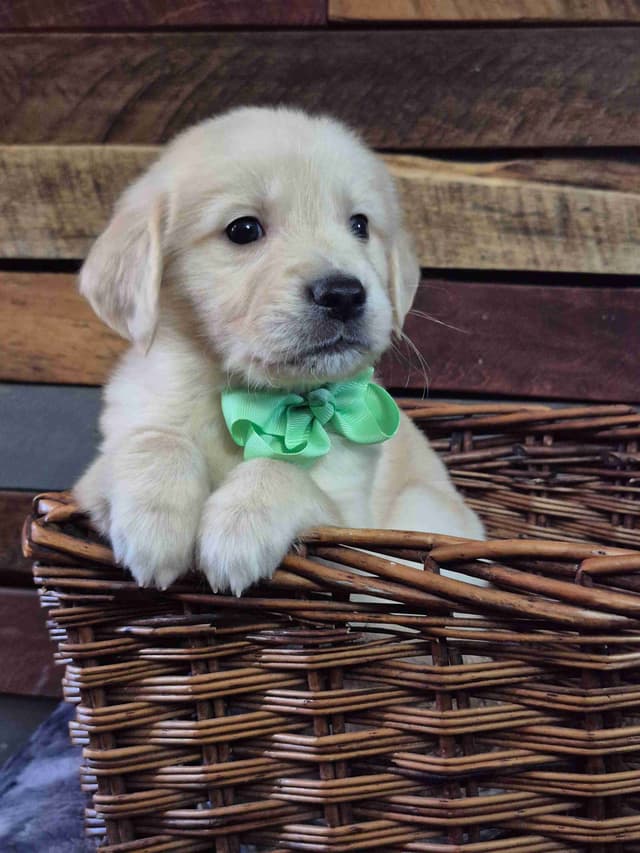 Golden Retriever Puppies media 3