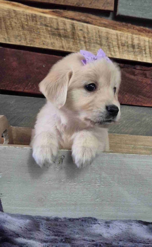 Golden Retriever Puppies media 4