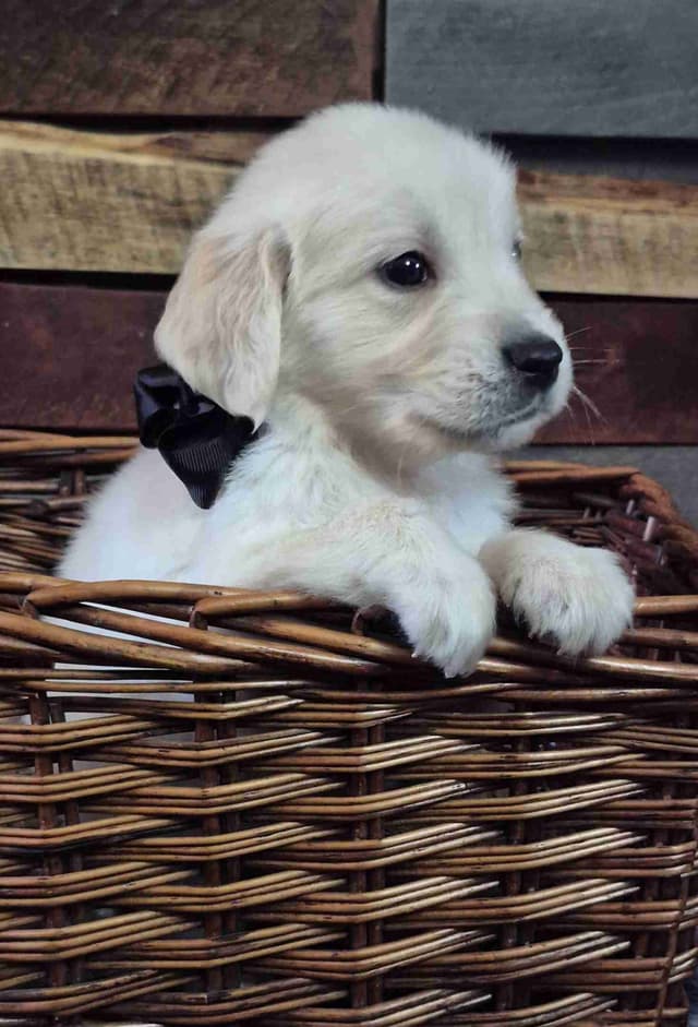 Golden Retriever Puppies media 5