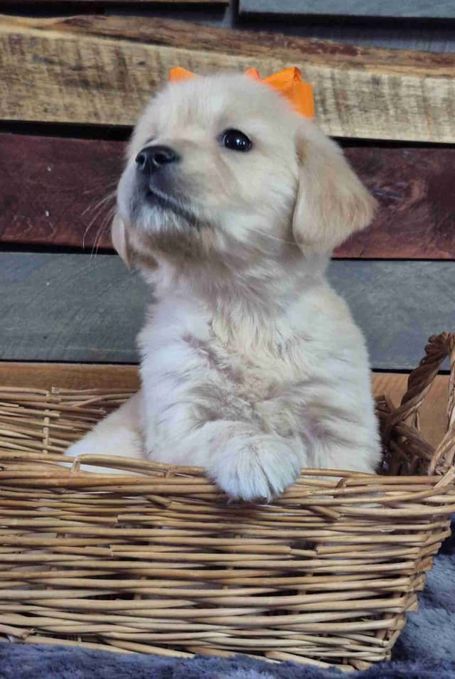 Golden Retriever Puppies media 6