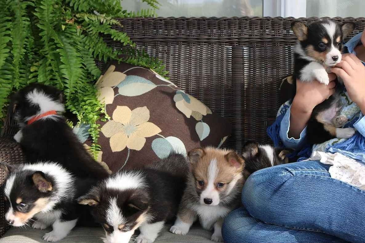 Pembroke Welsh Corgi Puppies breeder image 1