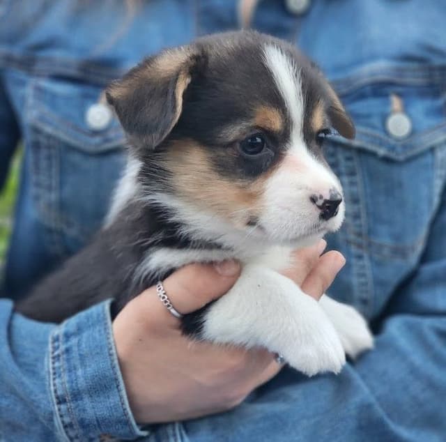 Pembroke Welsh Corgi Puppies media 2
