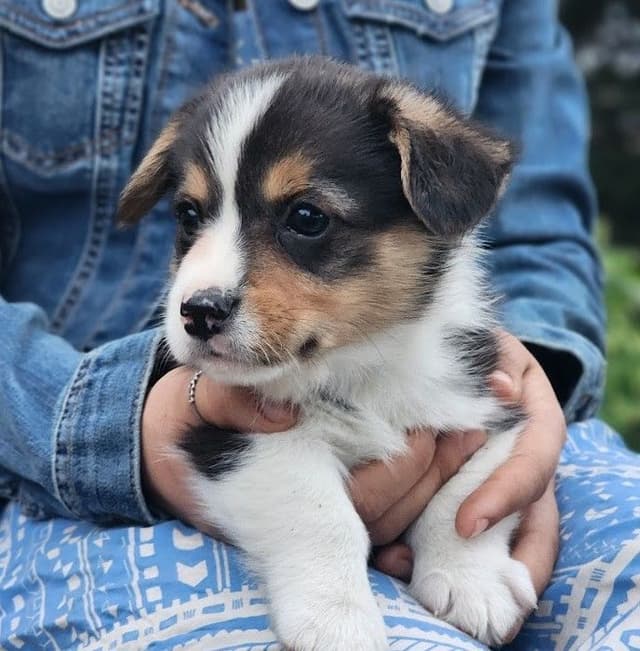 Pembroke Welsh Corgi Puppies media 3