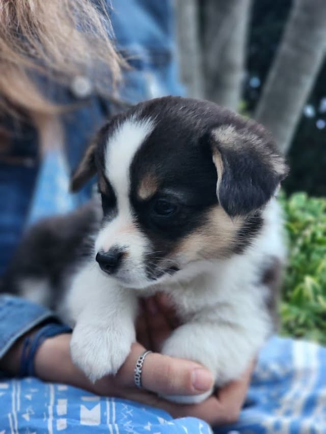 Pembroke Welsh Corgi Puppies media 4