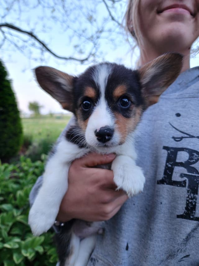 Pembroke Welsh Corgi Puppies media 7