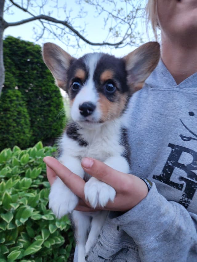 Pembroke Welsh Corgi Puppies media 8