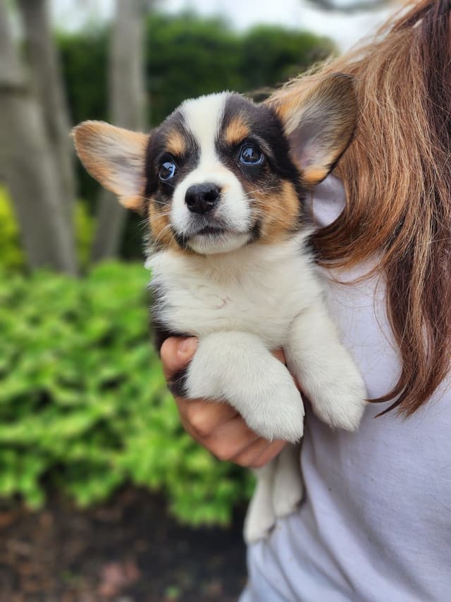 Pembroke Welsh Corgi Puppies media 10