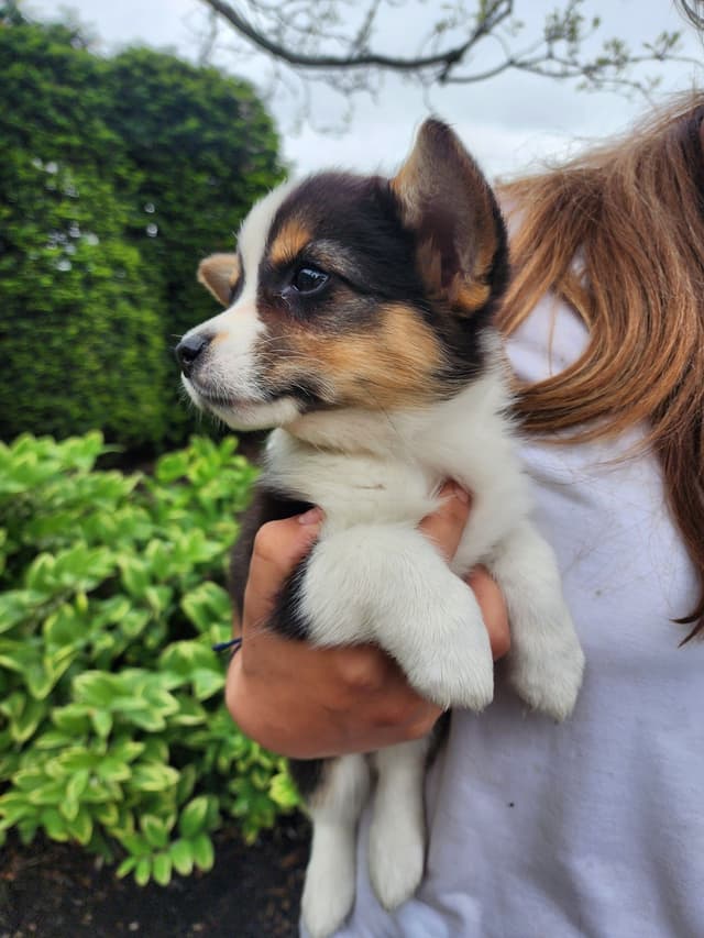Pembroke Welsh Corgi Puppies media 11