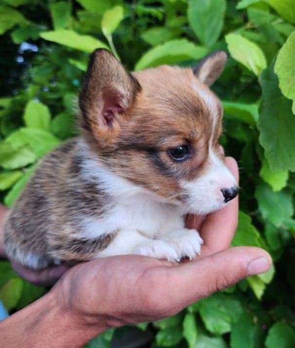 Pembroke Welsh Corgi Puppies media 6