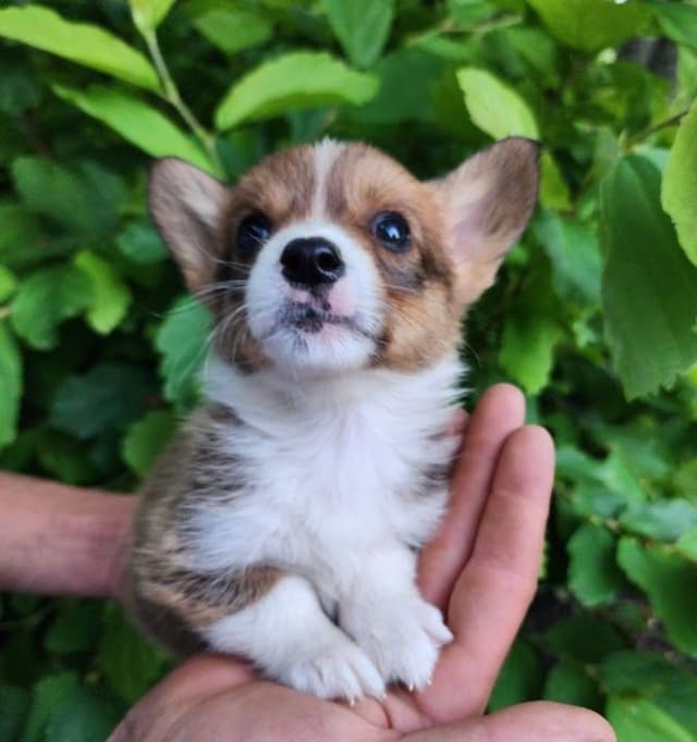 Pembroke Welsh Corgi Puppies media 5