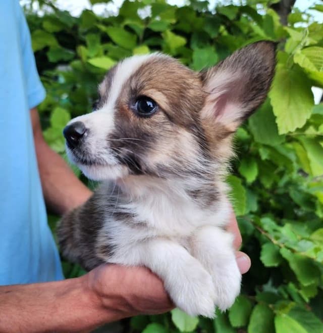 Pembroke Welsh Corgi Puppies media 7