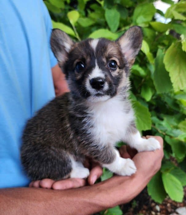 Pembroke Welsh Corgi Puppies media 10