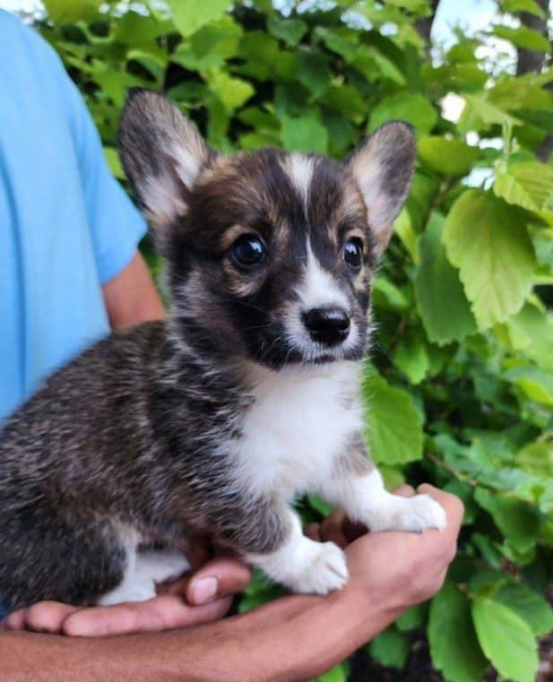 Pembroke Welsh Corgi Puppies media 9