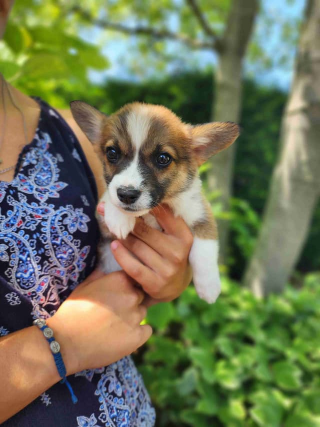 Pembroke Welsh Corgi Puppies media 4
