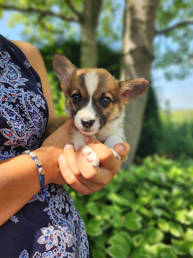Pembroke Welsh Corgi Puppies media 3