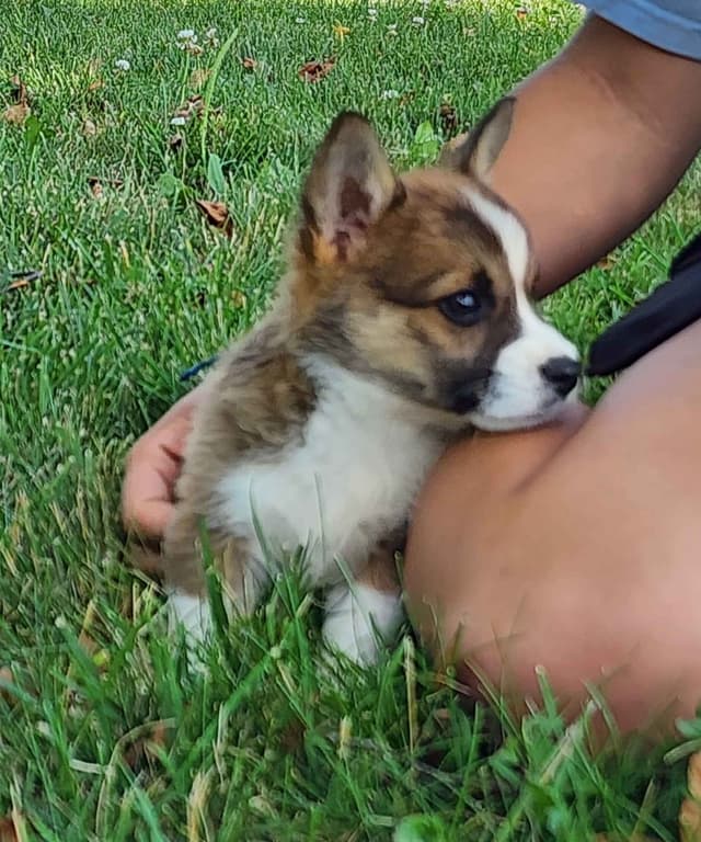 Pembroke Welsh Corgi Puppies media 2