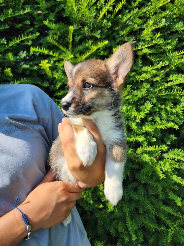 Pembroke Welsh Corgi Puppies media 12