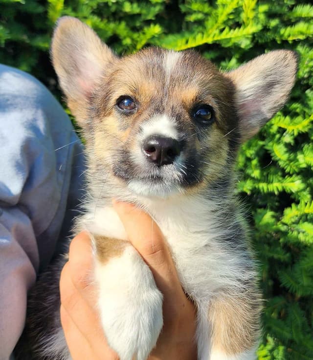 Pembroke Welsh Corgi Puppies media 11